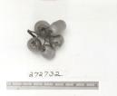 Click for 1 image(s) for this accession. FRUIT